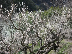 100304ume1.JPG