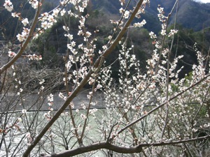 100304ume2.JPG